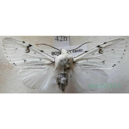 Acronicta leporina (Linnaeus, 1758) Wieczernica królica Czech42h